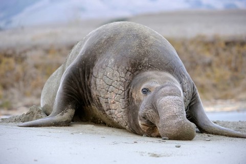 Northern Elephant Seal
