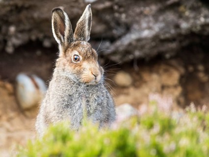 Mountain hare