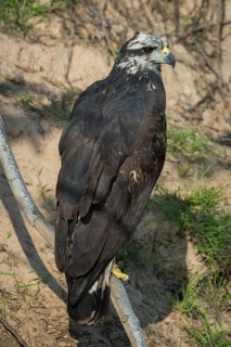 Great black hawk