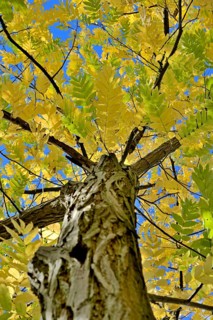 Caucasian wingnut