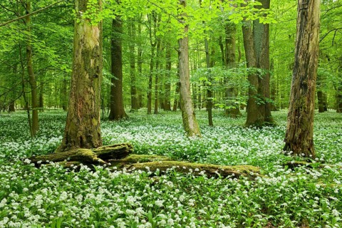 European or common beech