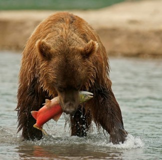 Brown bear