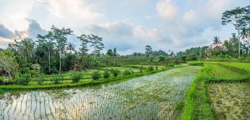 Rice terraces of Jatiluwih