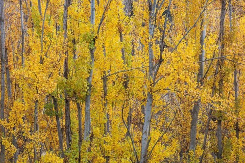Yellow aspens