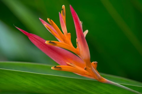 Blooming fire flash