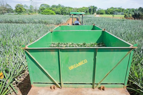 Truck with harvested organic pineapples