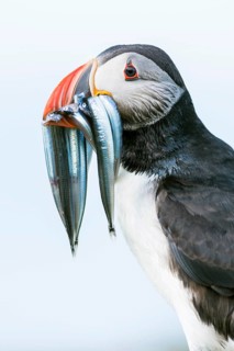 Puffin