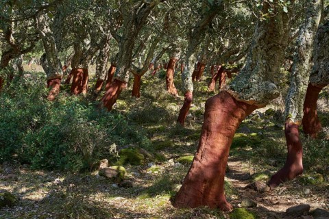 Peeled cork oak