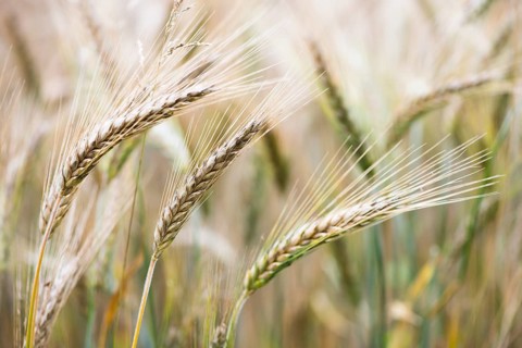 Triticale ears
