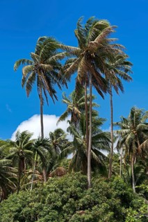 Coconut palms in Marae Taputapuatea