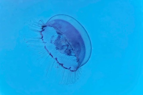 Common jellyfish