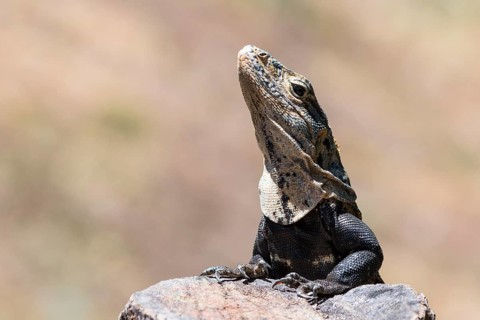 Close-up of black spiny-tailed iguana