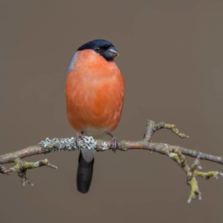Bullfinch