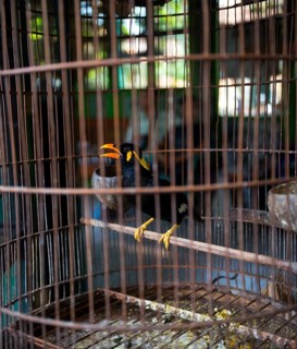 Bird in cage
