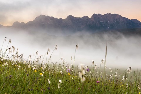 Cottongrass