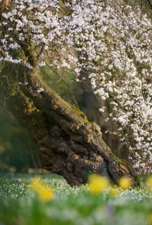Japanese Cherry