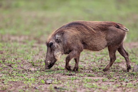 Warthog