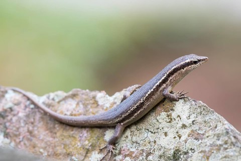 Wright's Skink