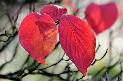 Common Dogwood