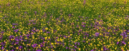 Sea of blossoms