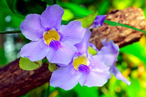 Bush Clockvine