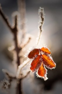 Ice crystals on autumn leaves
