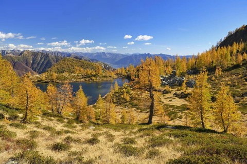 Larches