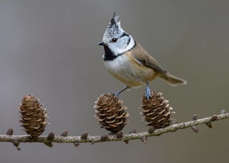 Crested tit