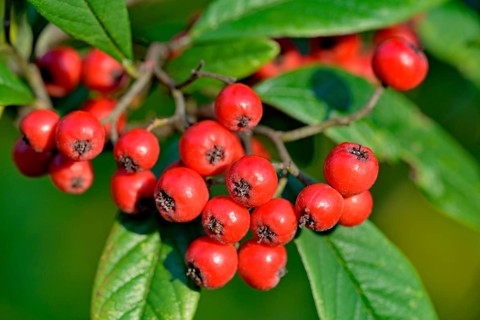 Willow-leaved cotoneaster