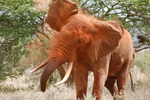 African bush elephant