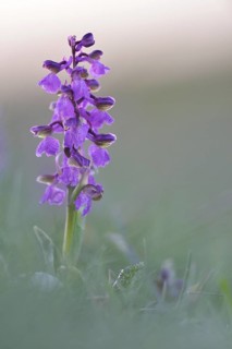Green-winged orchid