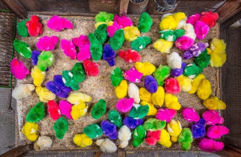 Colourful dyed chicks