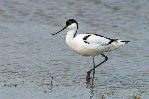 Pied avocet