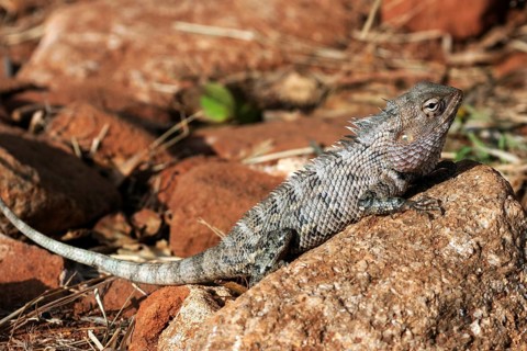 Oriental garden lizard