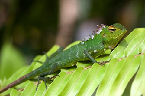 Common green forest lizard