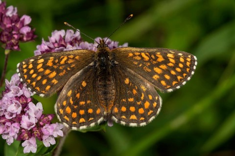 Heath fritillary