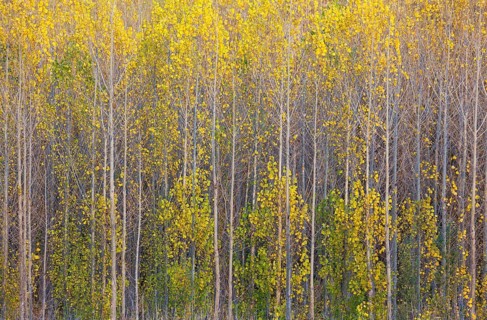 Yellow aspens