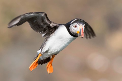 Puffin