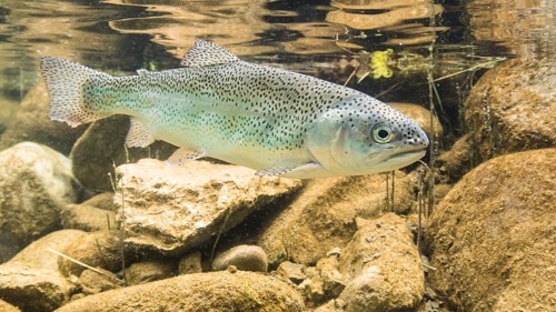 Rainbow trout