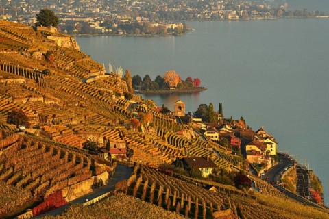Vineyards in autumn