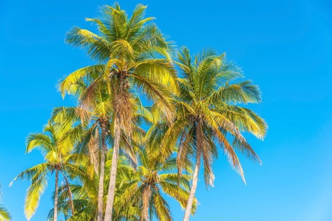 Palm trees