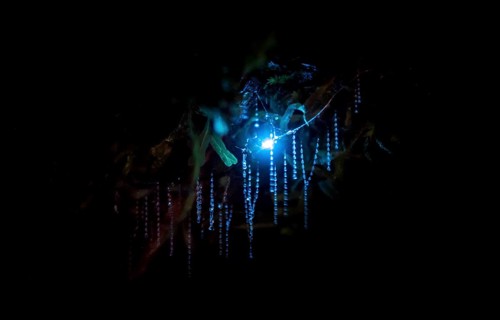 Bioluminescence