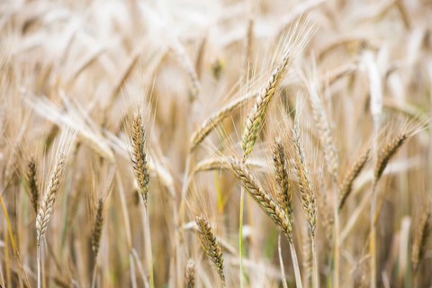 Triticale ears