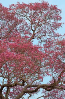 Pink Ipe tree