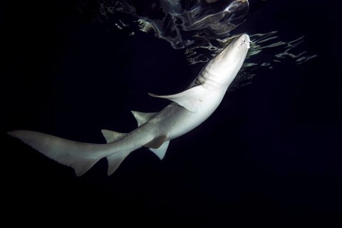 Tawny nurse shark