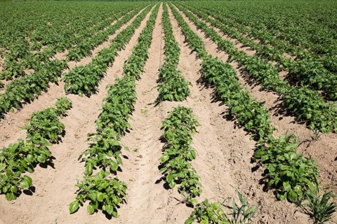 Potato field