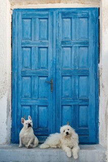 Two white dogs lying in front of blue wooden door