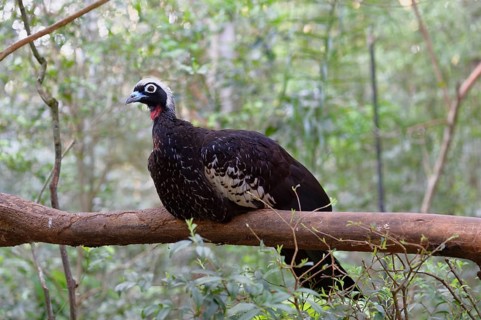 Black-Fronted Piping-Guan