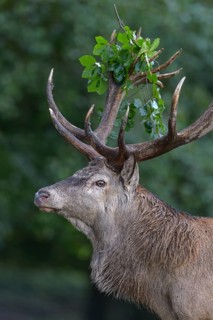 Red deer