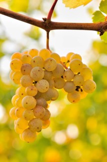 Riesling grapes